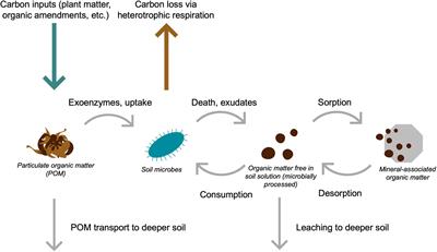 Dynamic Stability of Soil Carbon: Reassessing the “Permanence” of Soil Carbon Sequestration